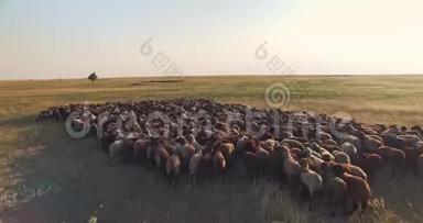乌克兰草原羊群空中无人驾驶飞机影像